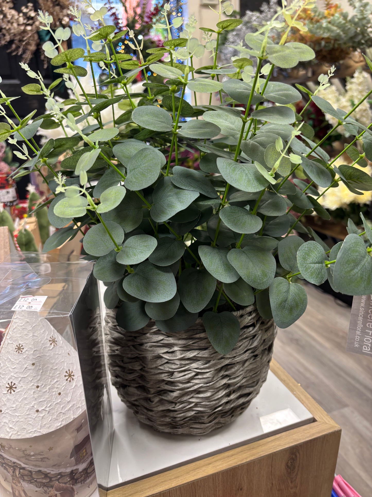 Eucalyptus Potted Plant