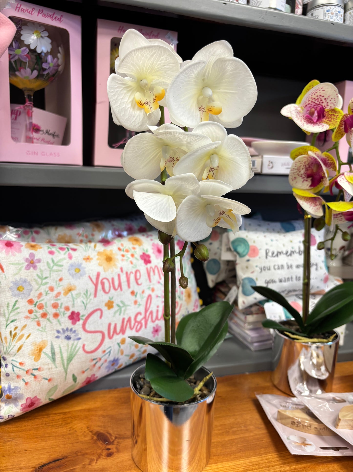 Phalaenopsis Orchids Potted