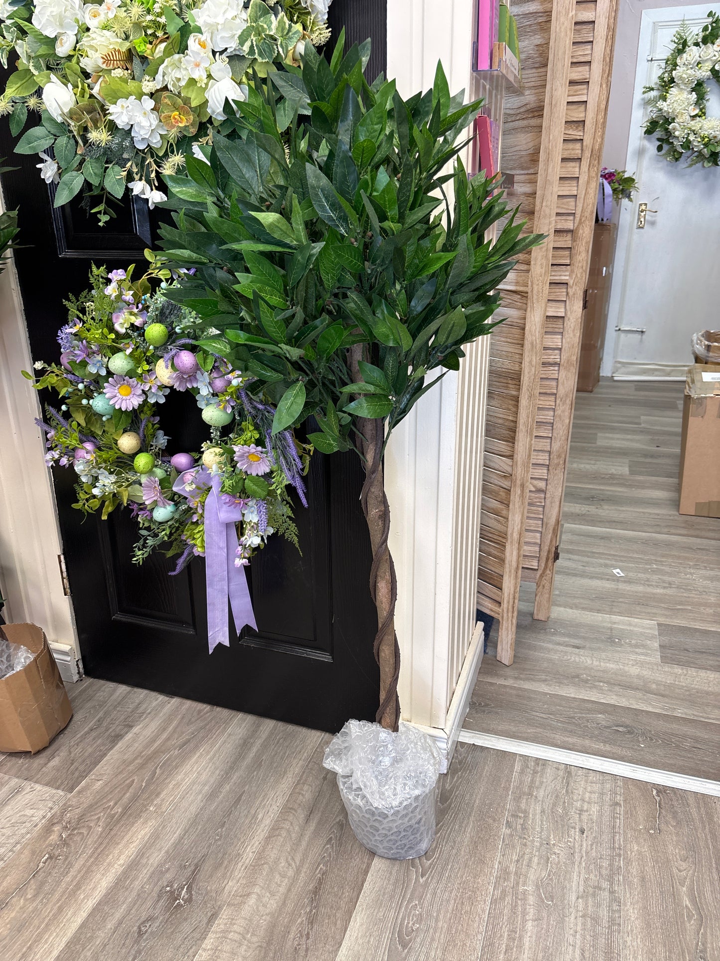 Pair of Twisted Trunk Laurel trees