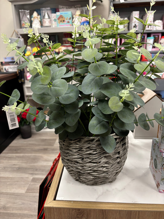 Eucalyptus Potted Plant