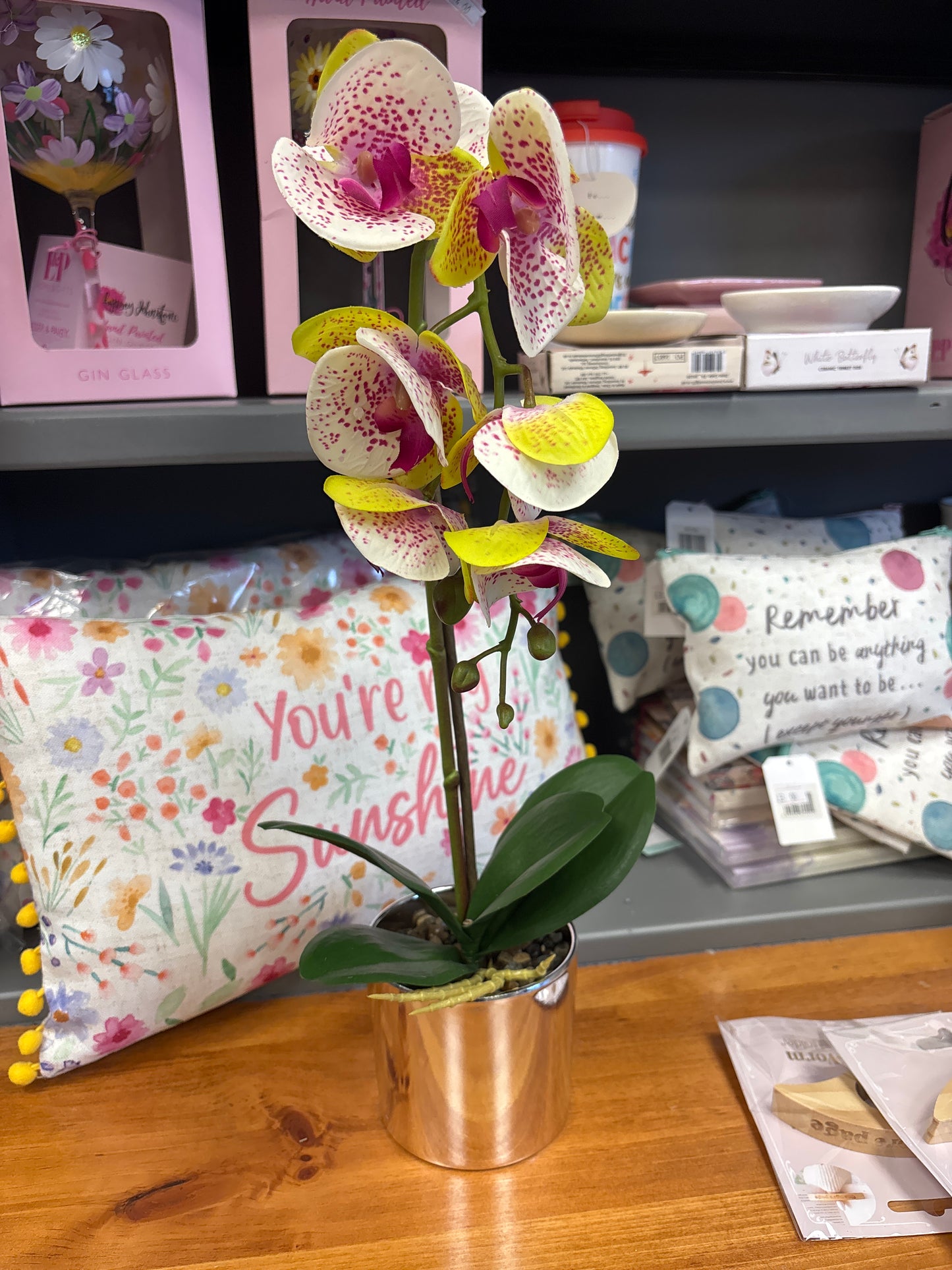 Phalaenopsis Orchids Potted