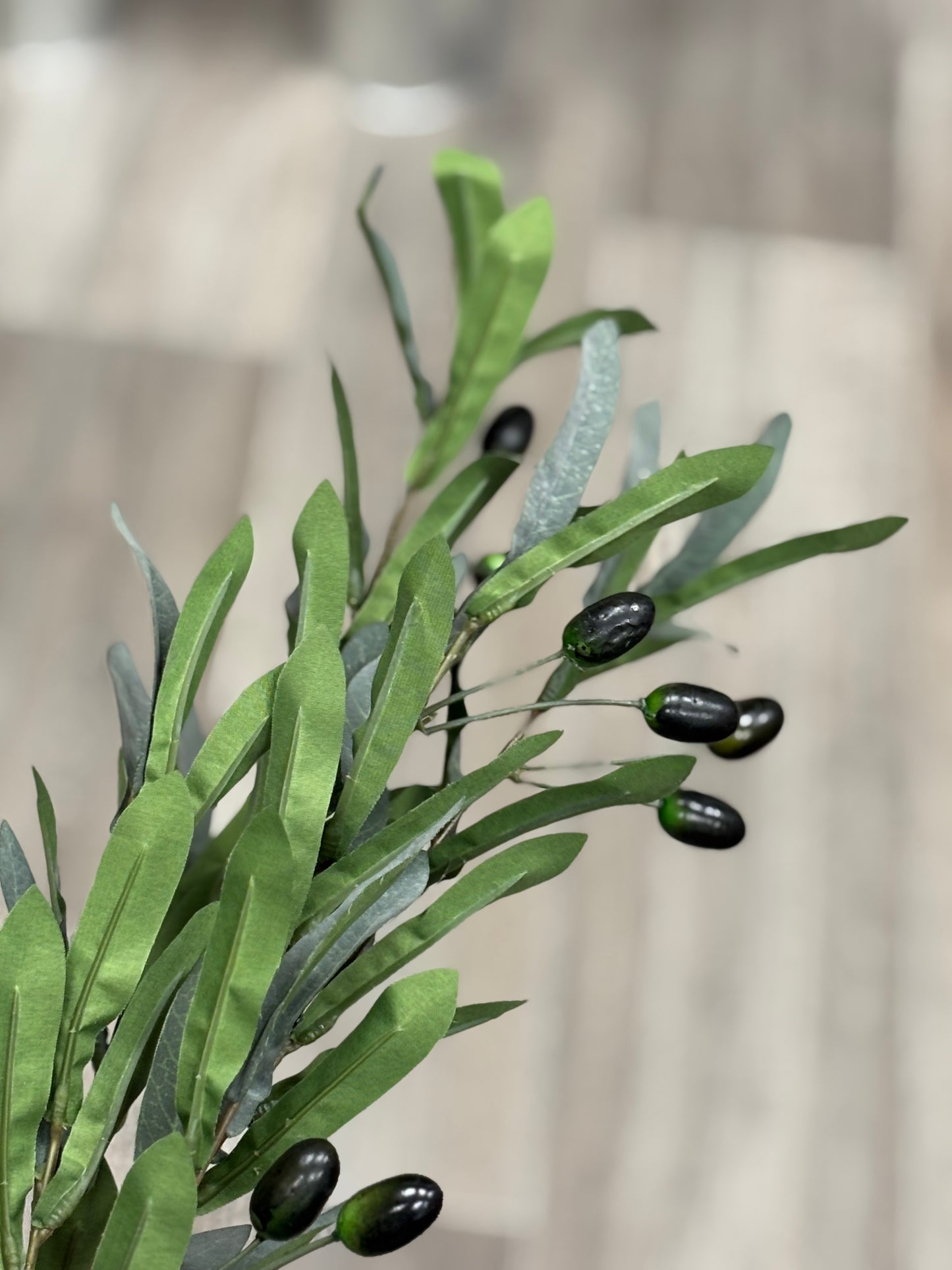 Olive foilage Stem