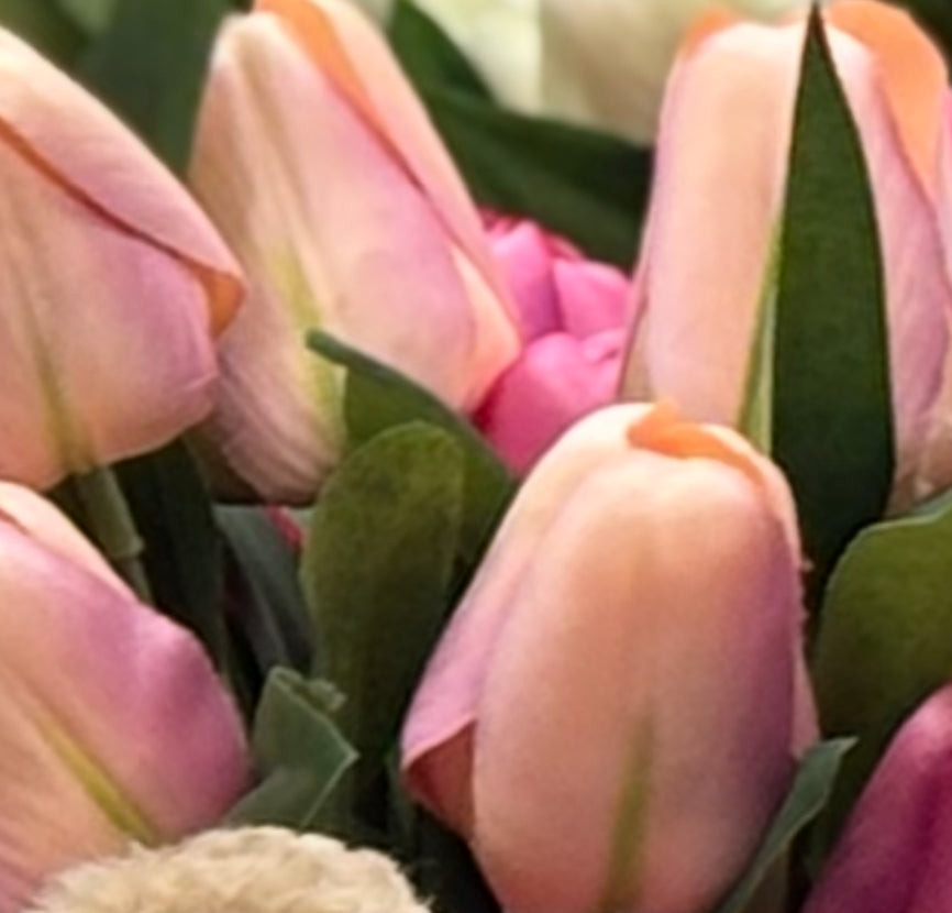 Tulip stems