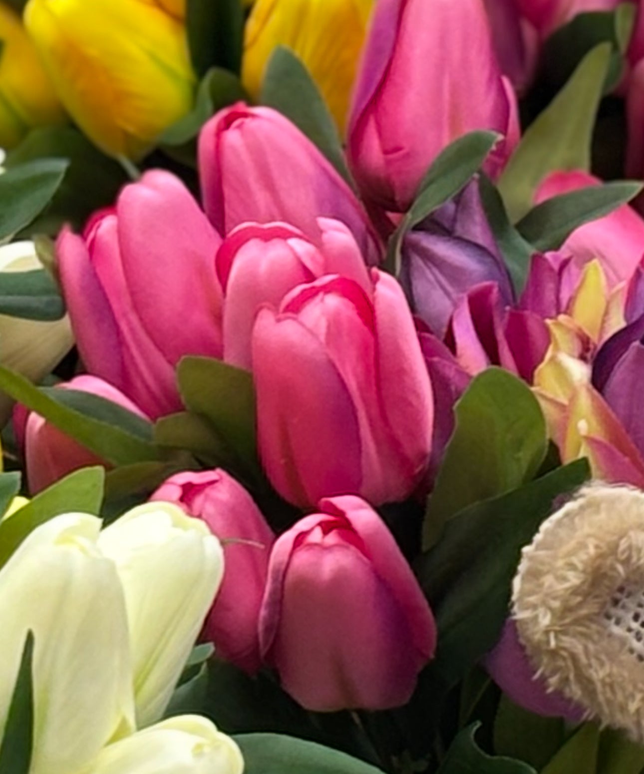 Tulip stems