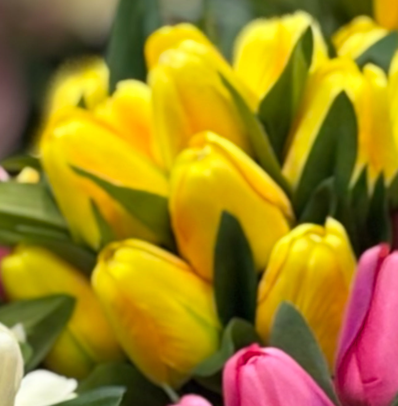 Tulip stems