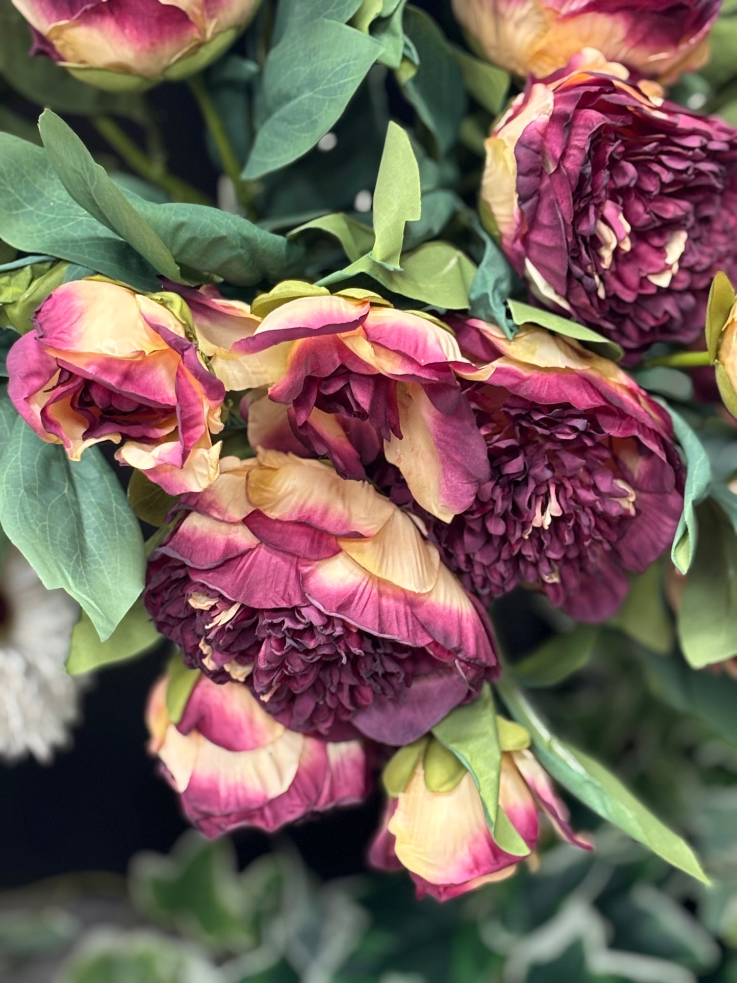 🍷 Dramatic Wine & Cream Peony S