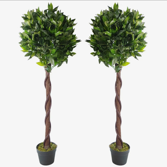 Pair of Twisted Trunk Laurel trees
