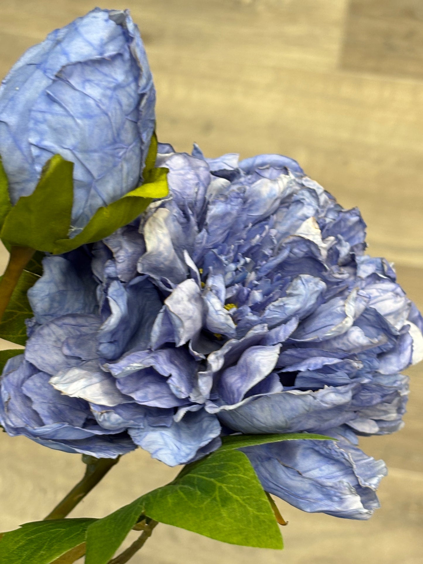 Regal Indigo Peony