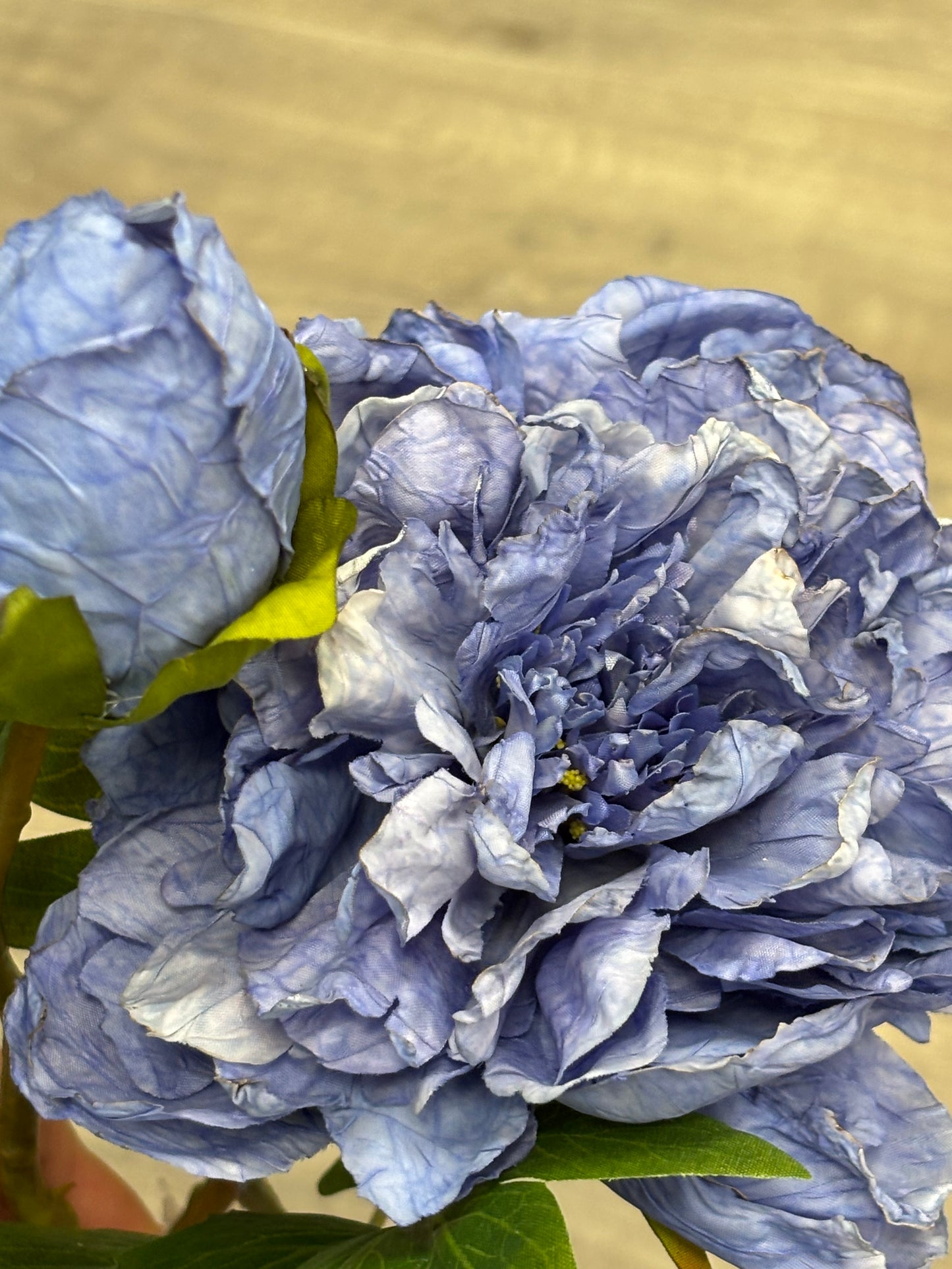 Regal Indigo Peony