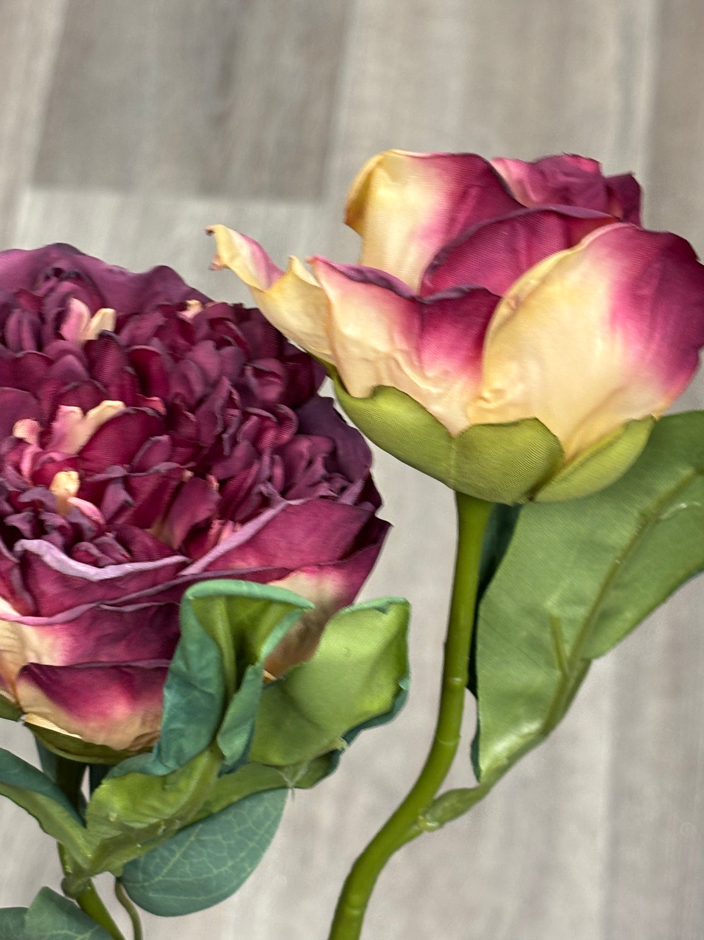 🍷 Dramatic Wine & Cream Peony S