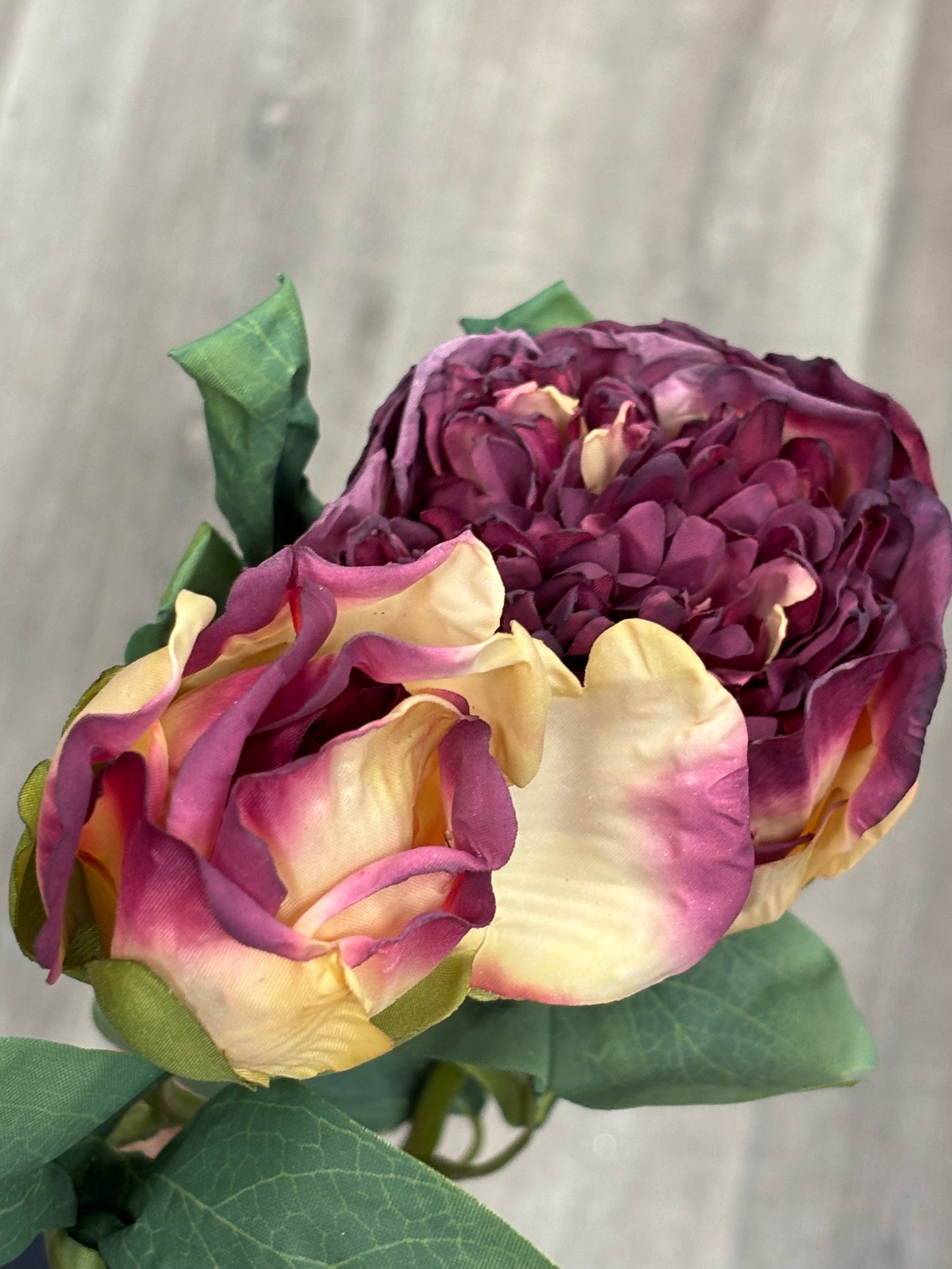 🍷 Dramatic Wine & Cream Peony S