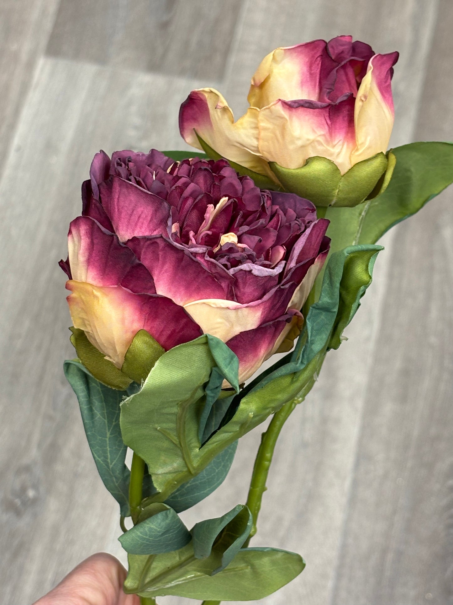 🍷 Dramatic Wine & Cream Peony S