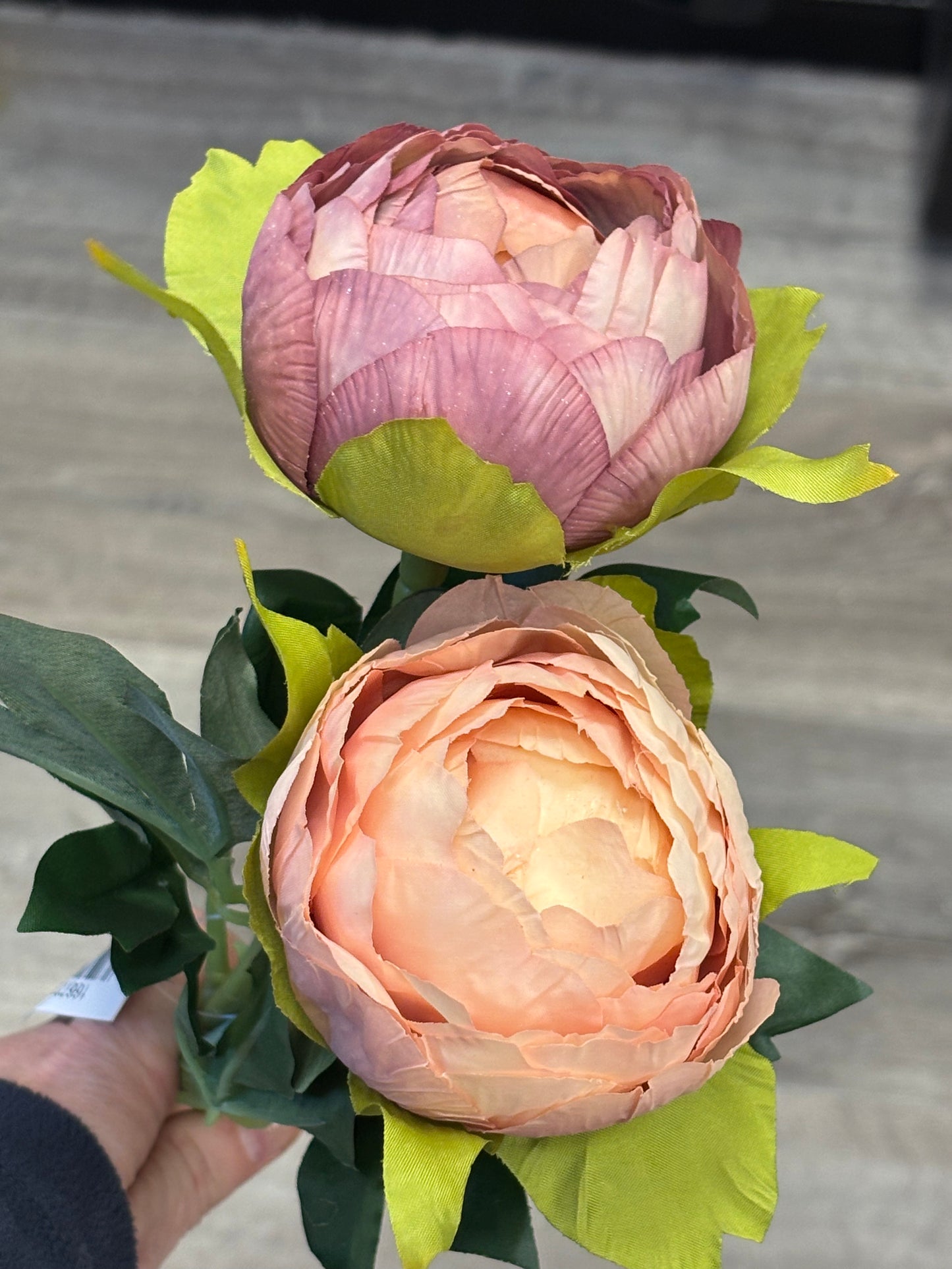 Luxurious closed Peony stems