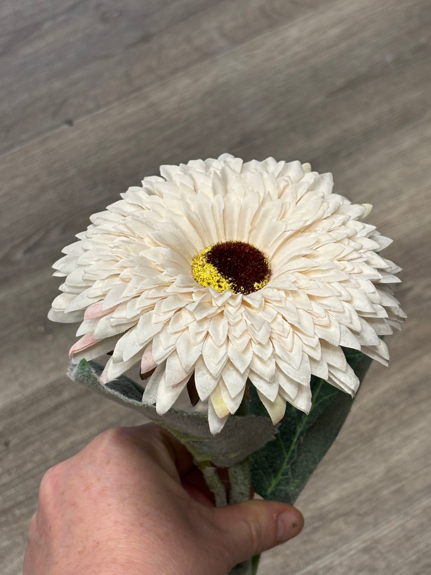 Crisp Cream Gerbera Daisy