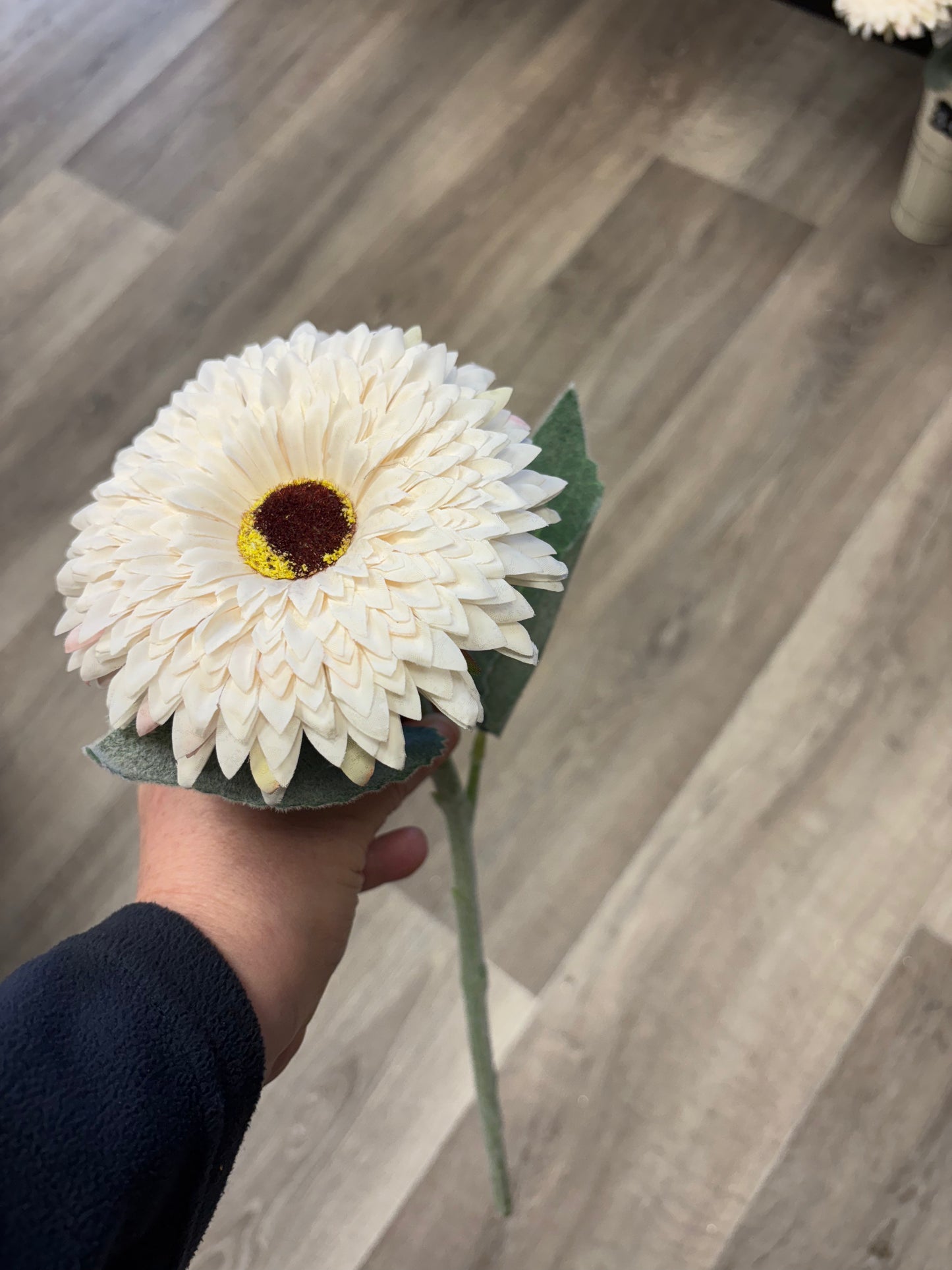 Crisp Cream Gerbera Daisy