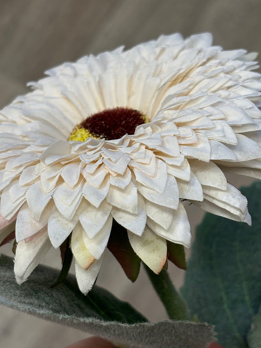 Crisp Cream Gerbera Daisy