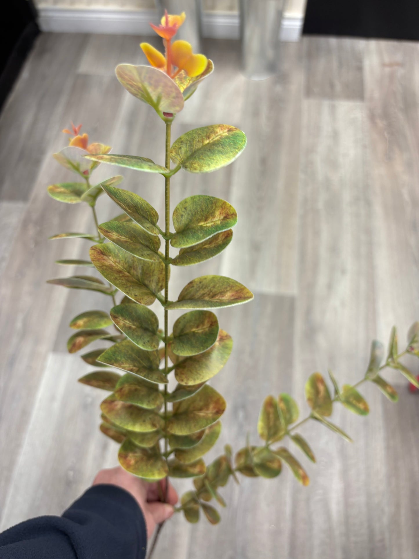 Eucalyptus Stem