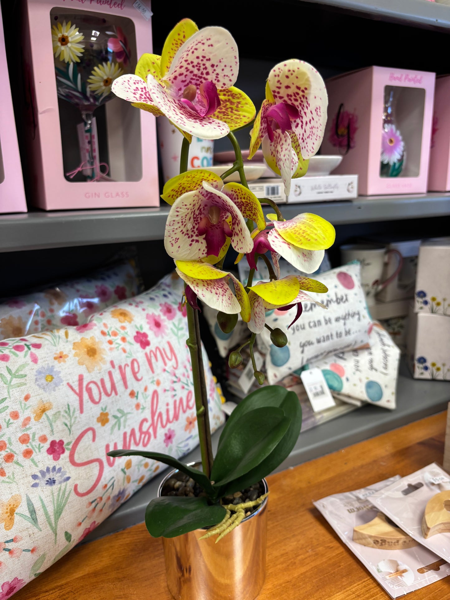 Phalaenopsis Orchids Potted