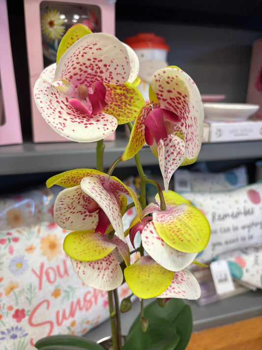 Phalaenopsis Orchids Potted