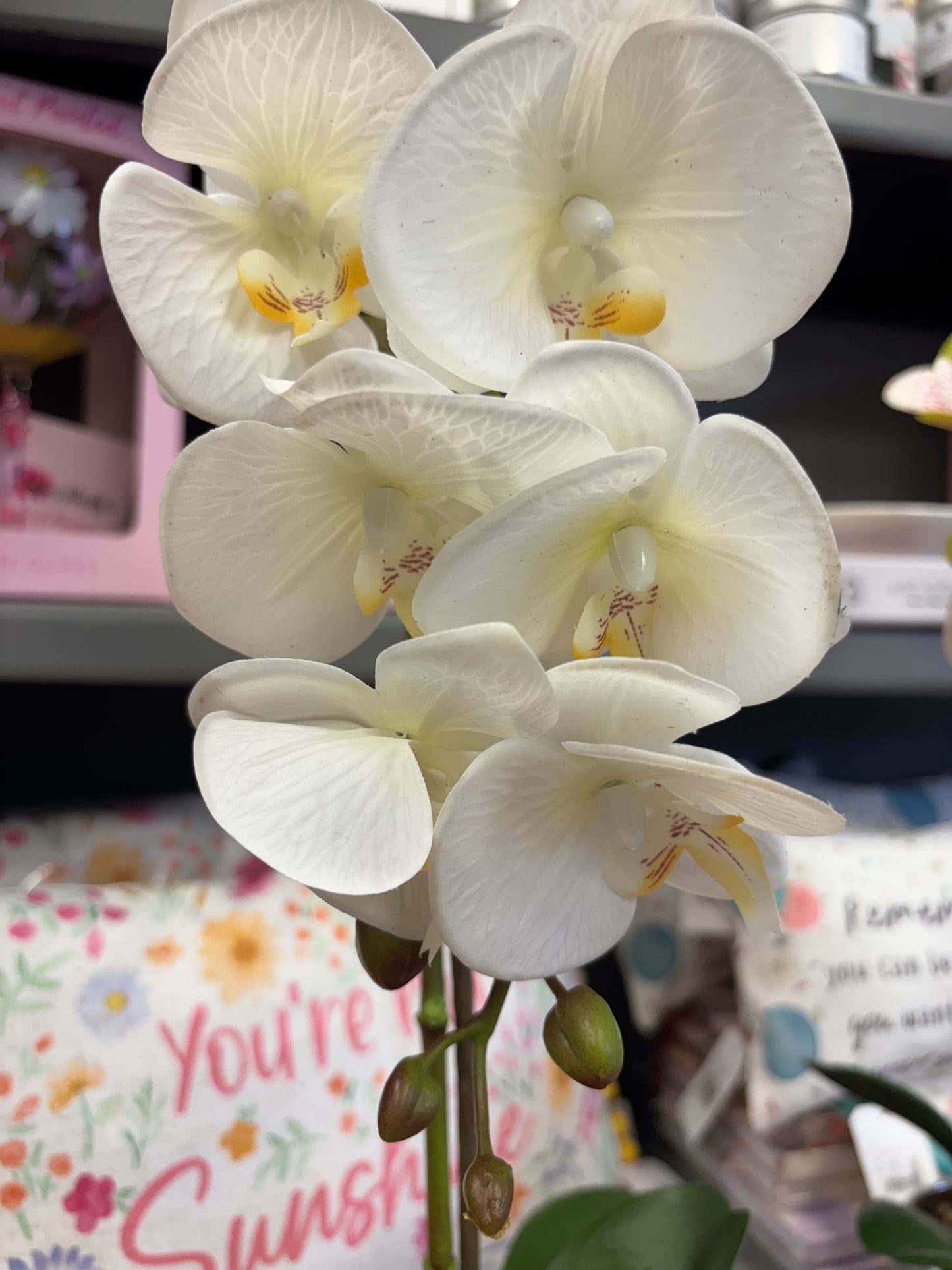Phalaenopsis Orchids Potted
