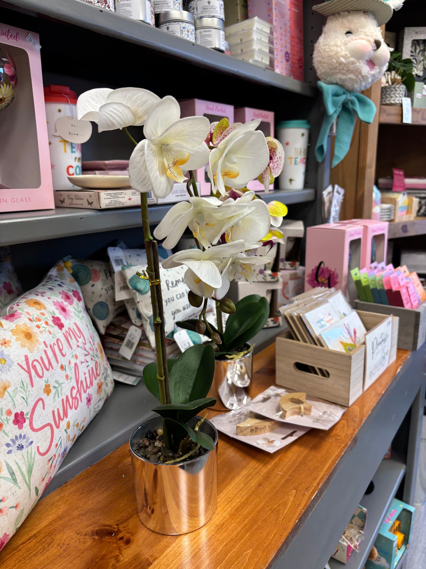 Phalaenopsis Orchids Potted