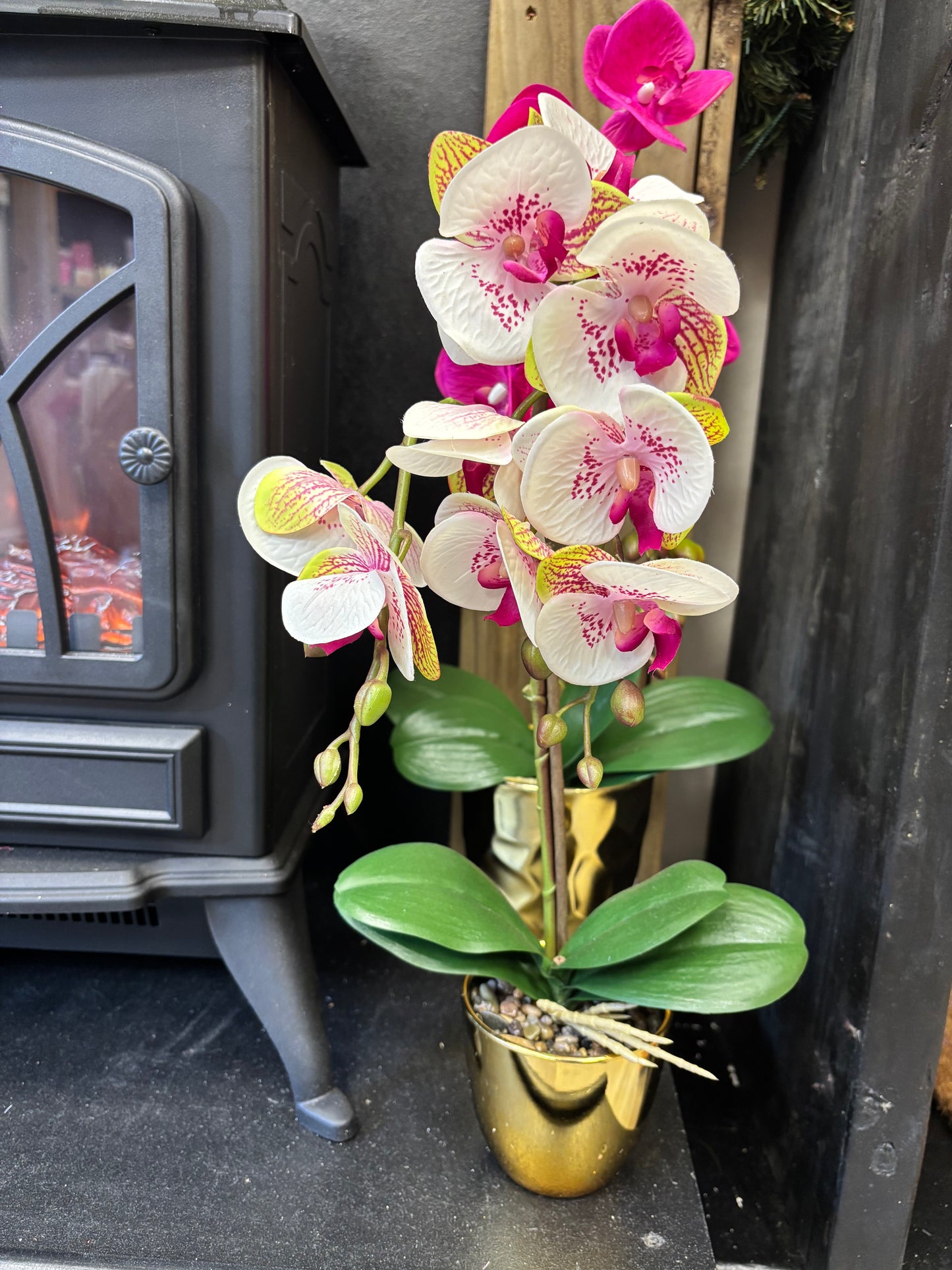 Phalaenopsis Orchids Potted