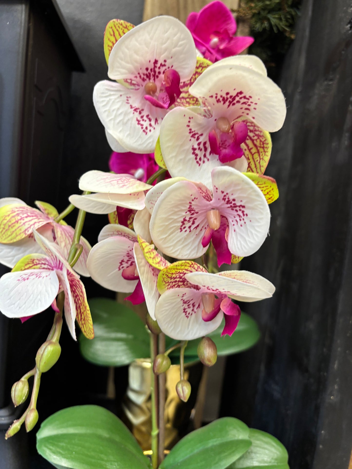Phalaenopsis Orchids Potted