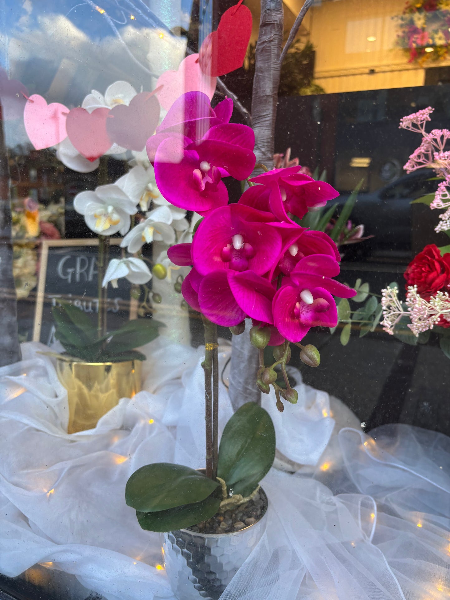 Phalaenopsis Orchids Potted