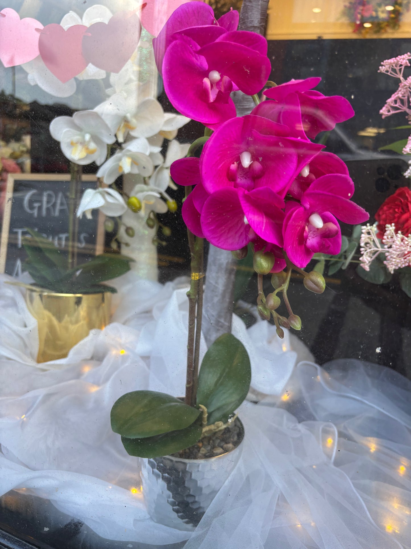 Phalaenopsis Orchids Potted